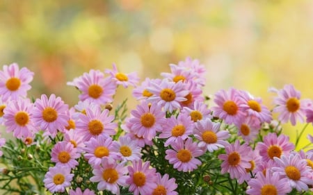 Spring Daisies - nature, flowers, daisies, spring