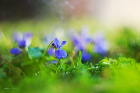 Flourishing violets - flourishing, leaves, violets, forest