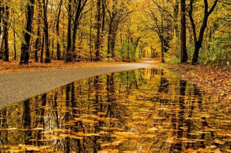 Forest - autumn - leaves, autumn, forest, trees