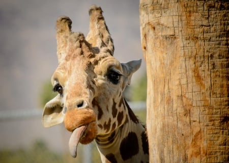 Giraffe - head, eyes, Giraffe, tongue