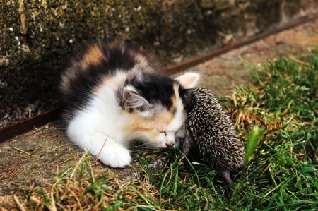 Small cat and hedgehog - cat, animals, hedgehog, friends, small