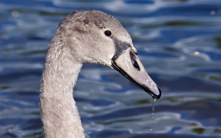 Swan - bird, head, Swan, beak