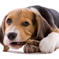 Dog  friend