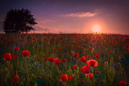 Romantic Sunset - trees, beautiful, field, flowers, sunset, lovely, spring