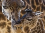 Two huddled giraffes