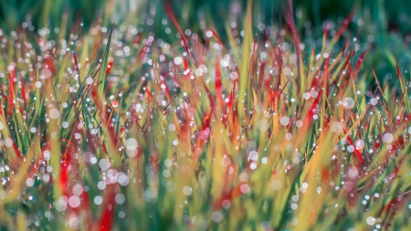 A wild beauty - macro, field, grass, nature