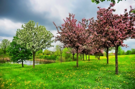 SPRING - flowers, clouds, blossoms, nature, spring, seasons, grass, leaves