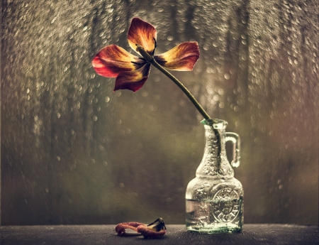 Still life - flower, photography, soft, vase