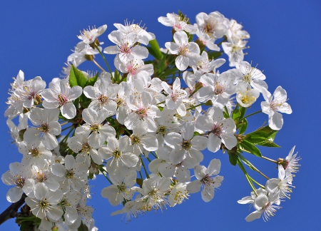 Spring blossoms - pretty, blossoms, beautiful, spring, freshness, blooming, tree, flowering, sky