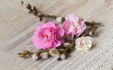 Beautiful Flowers - flowers, primroses, petals, wood