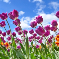 Tulips on a Sunny Spring Day