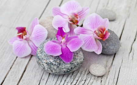 Orchids - orchids, wood, flowers, stones