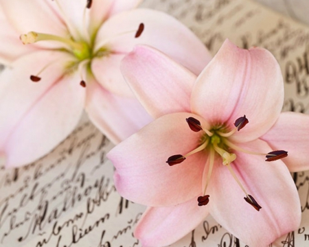 Lilies - flowers, petals, lilies, old letters