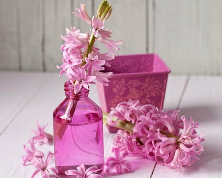 Pink Hyacinths - flowers, Hyacinths, bottle, pink