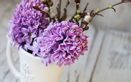 Purple Hyacinths - flowers, hyacinths, bloom, cup