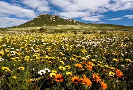 Postberg, South Africa - hill, flowers, clouds, blossoms, gazania, colors