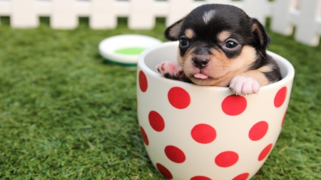 Chihuahua - chihuahua, dog, grass, sweet, white, animal, red, green, cute, dot, cup