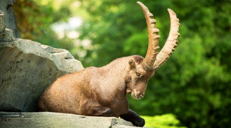 Goat - goat, stone, animal, green, rock, year, horns