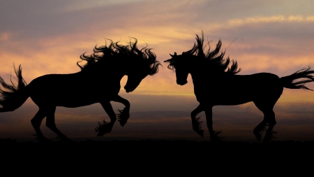 Horses - silhouette, horse, orange, animal, sunset, black