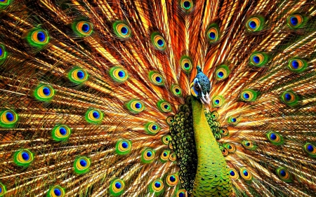 Peacock - bird, peacock, green, beauty, feather, orange, tail