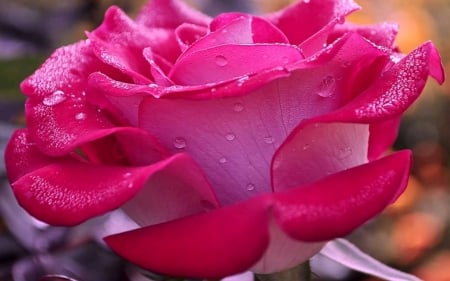 Rose - macro, water drops, pink, wet, rose, flower