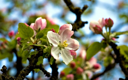 Blooming tree fruit - Blooming, nature, fruit, apple, tree