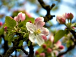 Blooming tree fruit