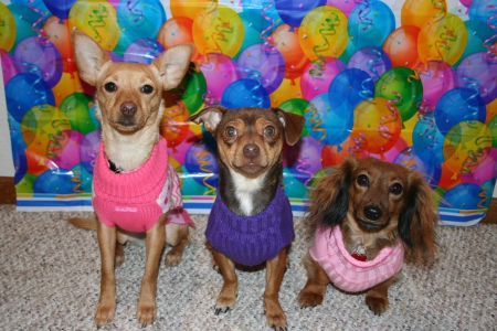 Little Dog's Birthday - puppy, lucy, dogs, funny, birthday, cute