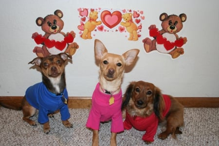 Fur Kids on Valentines Day - dogs, holiday, funny, cute, puppies, puppy