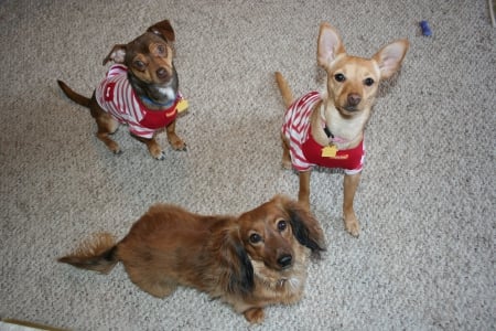 Zoey, Oliver and Lucy - zoey, puppy, lucy, dogs, oliver, funny, cute, puppies