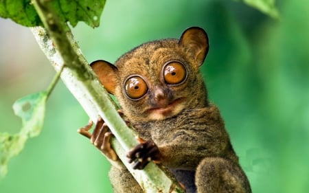 western tarsier sabah borneo