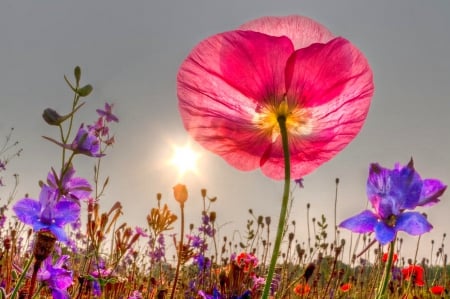 Morning Pink - sunshine, pink, field, meadow, flowers, lovely, spring, violet