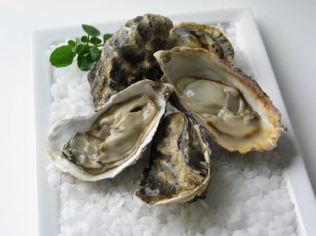 Oyster - oyster, enjoy, fresh, seafood