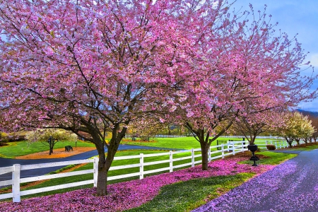 Cherry Blossom Trees - wooden fence, trees, bloom, meadows, field, road, spring, beautiful, pink, green, flowers