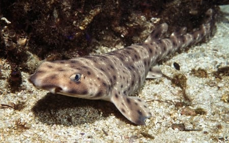 shark - spots, gravel, shark, weeds