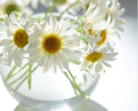 Daisies - flowers, daisies, pure, soft