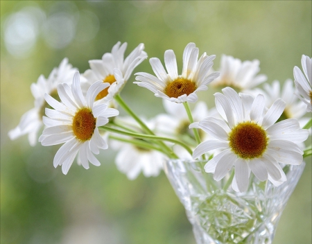 Still Life - flowers, daisies, pure, soft