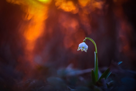 Flower - daisies, flowers, snowdrop, soft, pure, bouquet