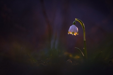 Flower - daisies, flowers, soft, photography, alone, pure, bouquet