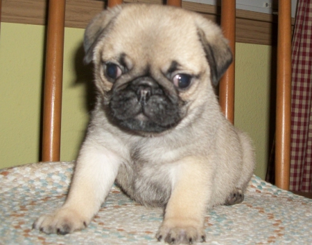 am i cute - pug, puppy, baby, sweet