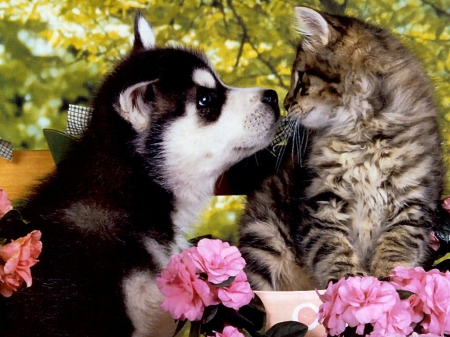 buddies - kissing, husky, adorable, puppy, kitte