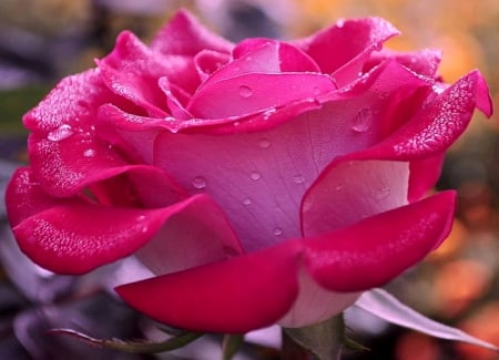 beautiful - water, dew, drops, rose, flower, petals