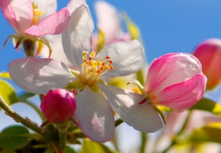 Spring blossoms - love, blooming, sky, freshness, fragrance, flowering, lovely, spring, pretty, blossoms, pink, beautiful, scent, tree, apple