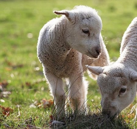 Cute Lambs - nature, cool, animals, sheeps, cute, lambs