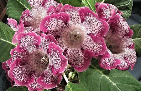 Flowers - garden, white, flower, purple