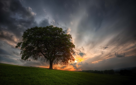 Amazing Sunset - field, tree, nature, sunset