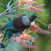 Beautiful Spring Bird