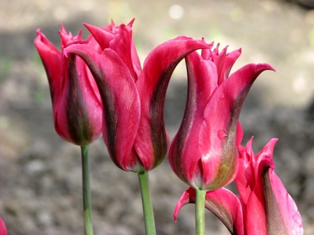 Tulips - garden, flower, pink, tulips