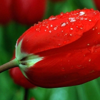 Drops on Red Tulips