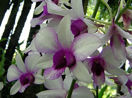 Lovely Flowers - lovely, white, flower, purple